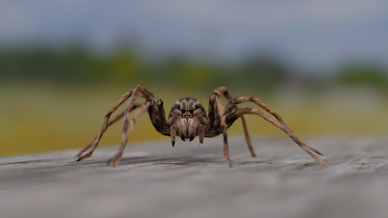 Spider