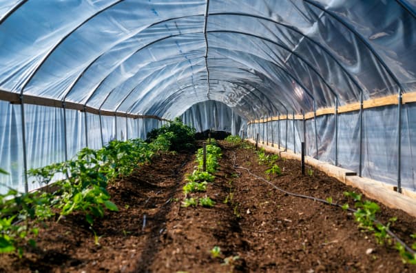 Vegetables thriving in a greenhouse with shaded tunnel coverings, away from direct sunlight