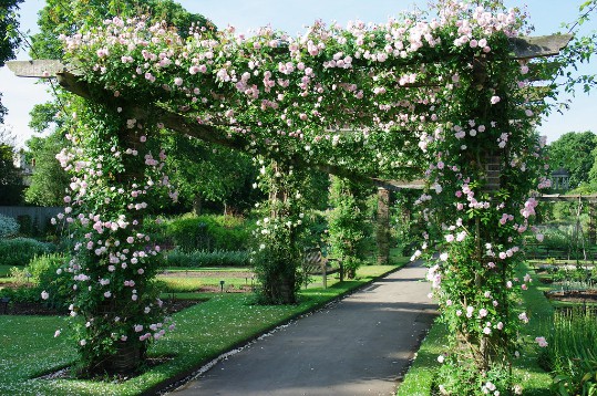 Garden arbour filled with roses