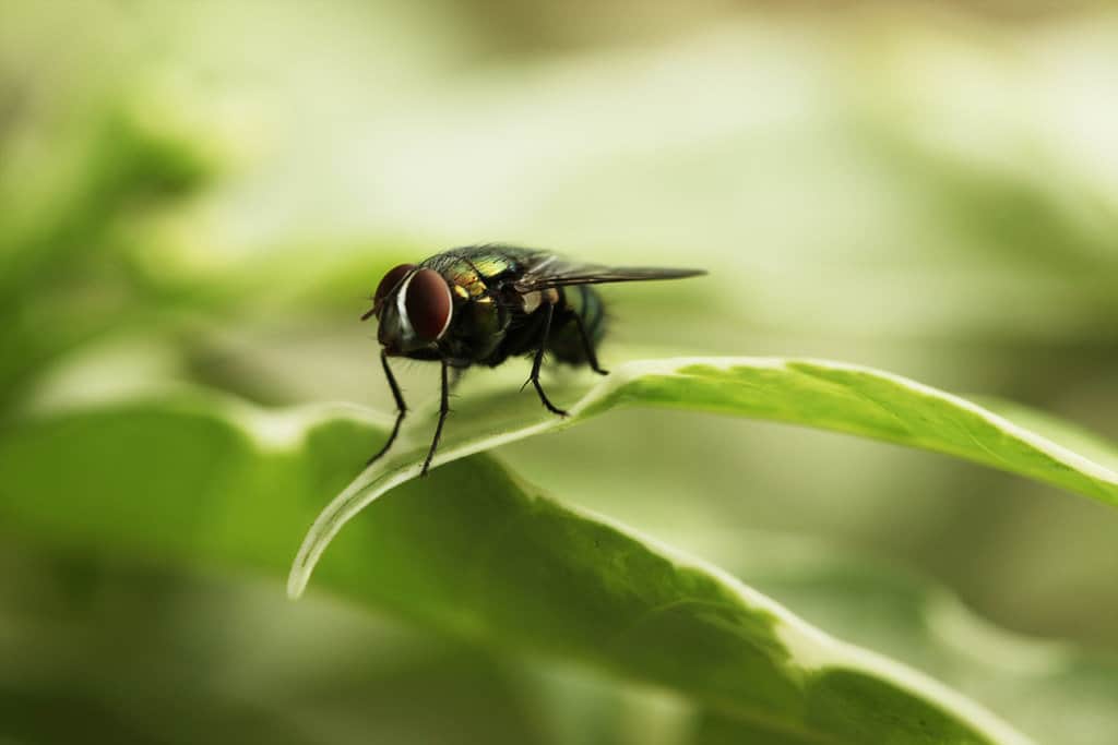 Close up shot of a housefly