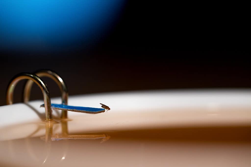 A housefly attracted to a homemade trap made of AVC and dish soap