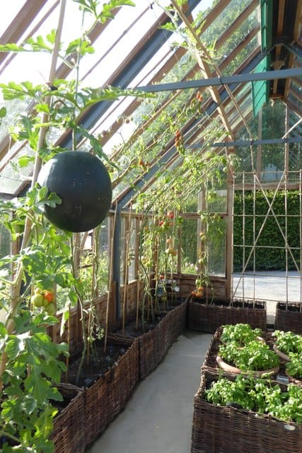 Inside a greenhouse with a climbing watermelon in sight