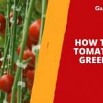 How to Grow Tomatoes in a Greenhouse
