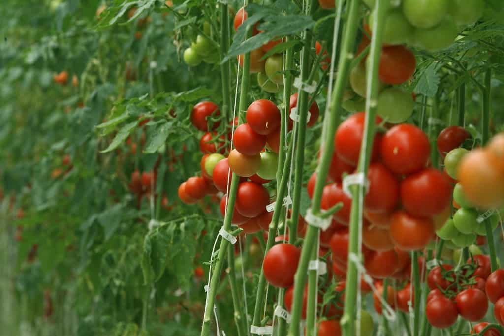 Greenhouse tomatoes