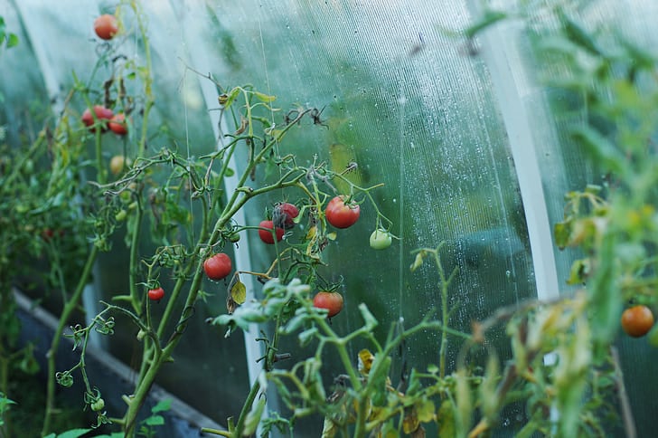 Red tomato plants planted in a greenhouse