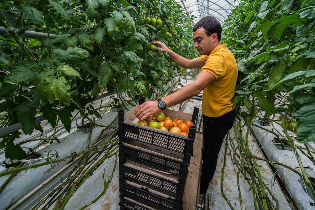 Greenhouse staff harvesting tomatoes
