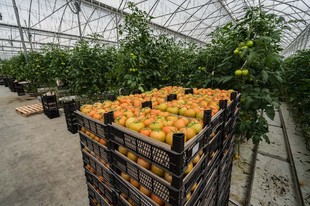 Tomatoes harvested at a greenhouse