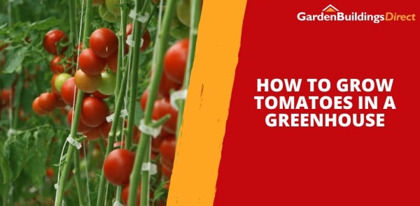 How to Grow Tomatoes in a Greenhouse