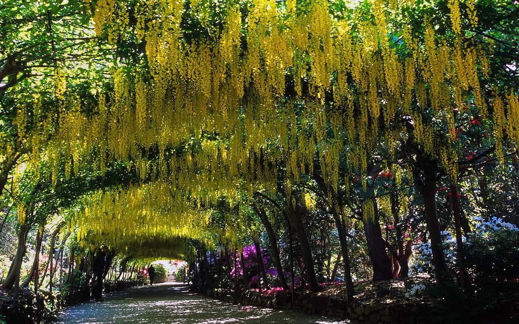 Bodnant Gardens, Conwy, Wales, UK