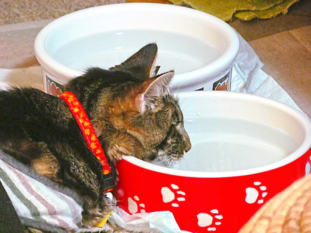 A cat drinking water in a red water bowl
