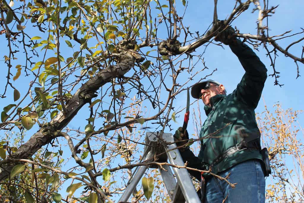 A man pruning a pear tree