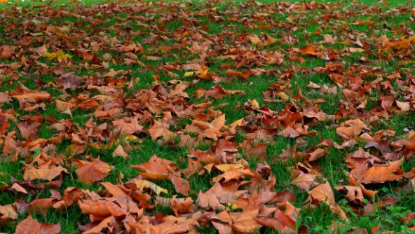 Fallen leaves on green grass.