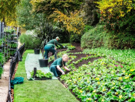 Gardeners planting autumn borders