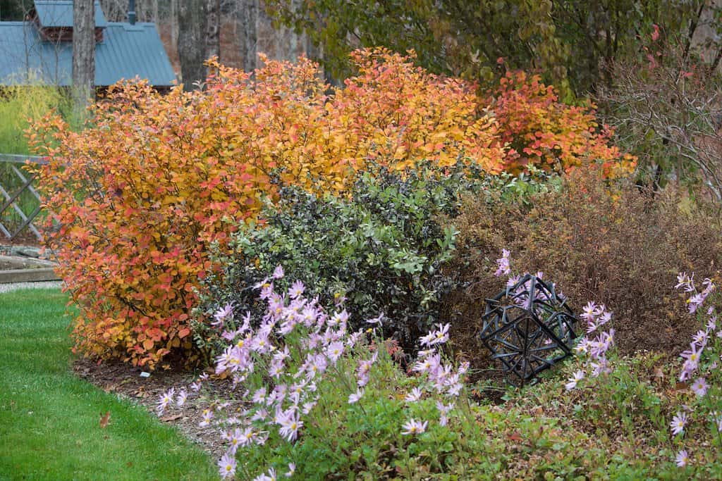 A dwarf fothergilla (Fothergilla gardenii) showing off its beautiful fall colors