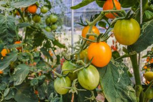 Tomatoes growing in a greenhouse, supported by a trellis