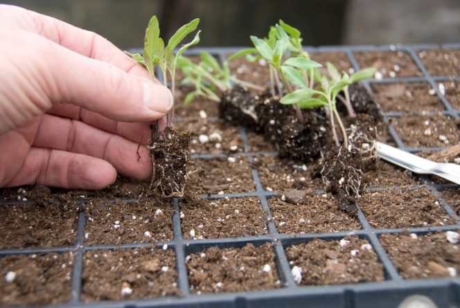 Tomato seedlings growing in small pots.