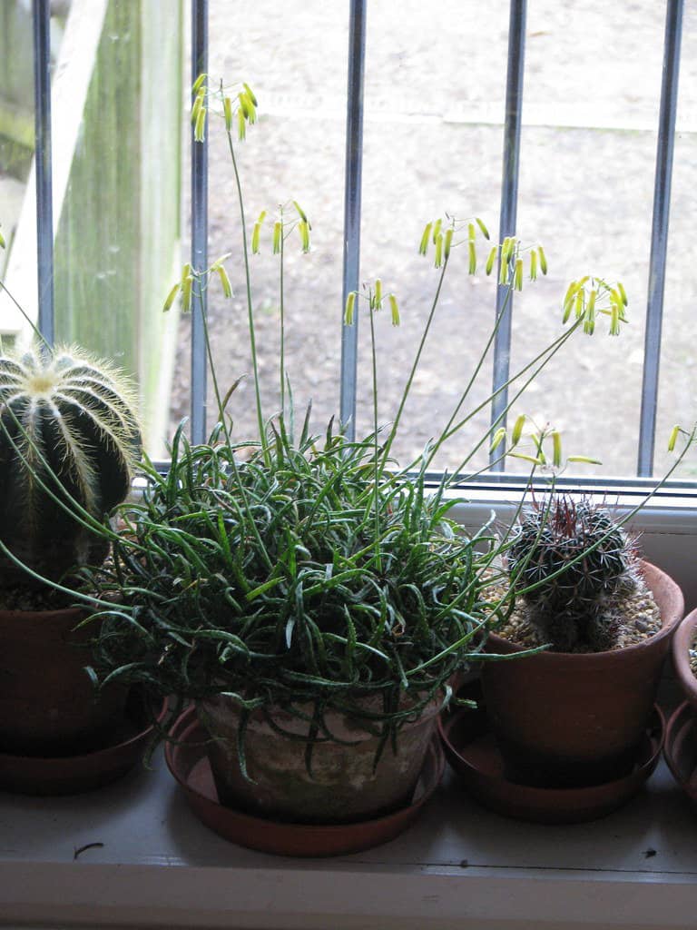 Potted succulents on a winter windowsill.