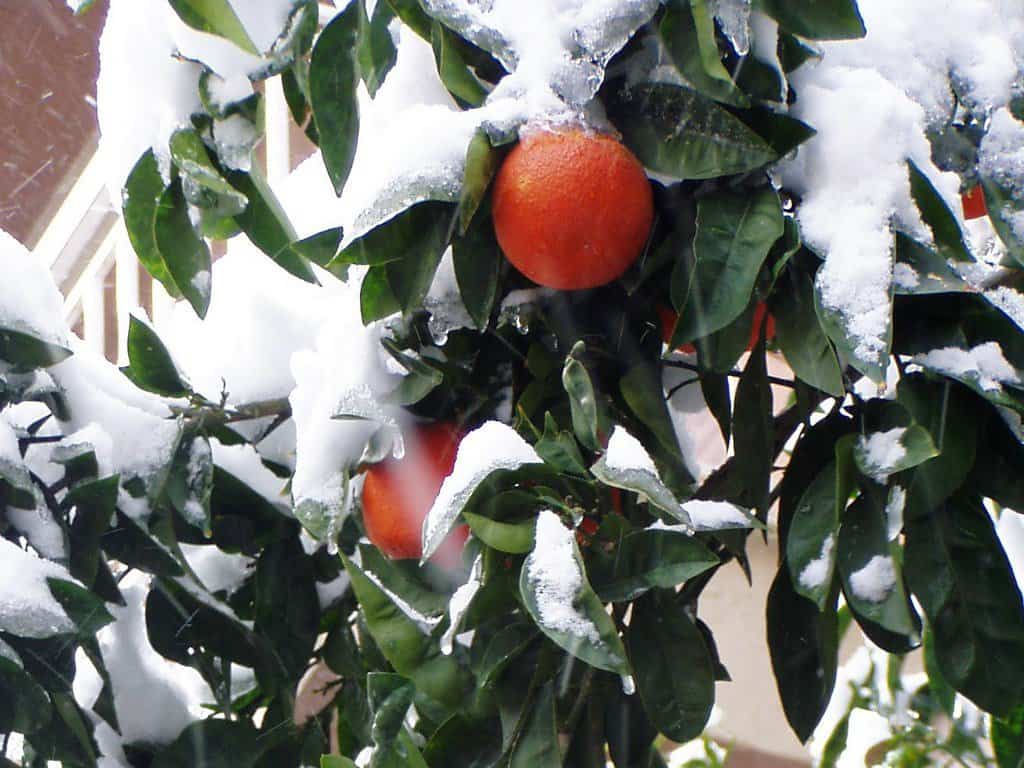 Citrus trees covered in snow.