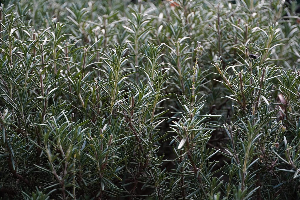 Rosemary herbs basking in winter light.