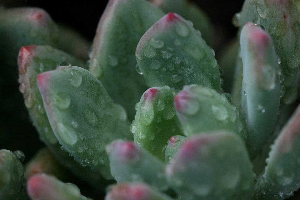 Succulents with glistening wet leaves.