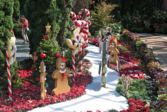 Christmas garden path adorned with vibrant poinsettia flowers, festive gingerbread cookies, and candy canes.