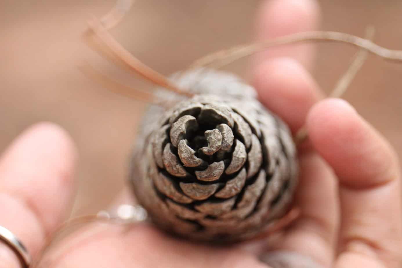 Hand holding a conifer cone adorned with jute string.