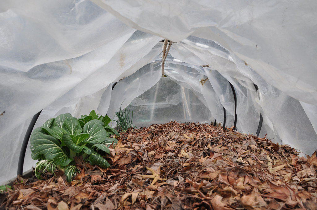 Fall leaves serving as mulch for no-till gardens, as shown in this enclosed garden bed of bok choy.