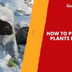 How to Protect Your Plants from Frost