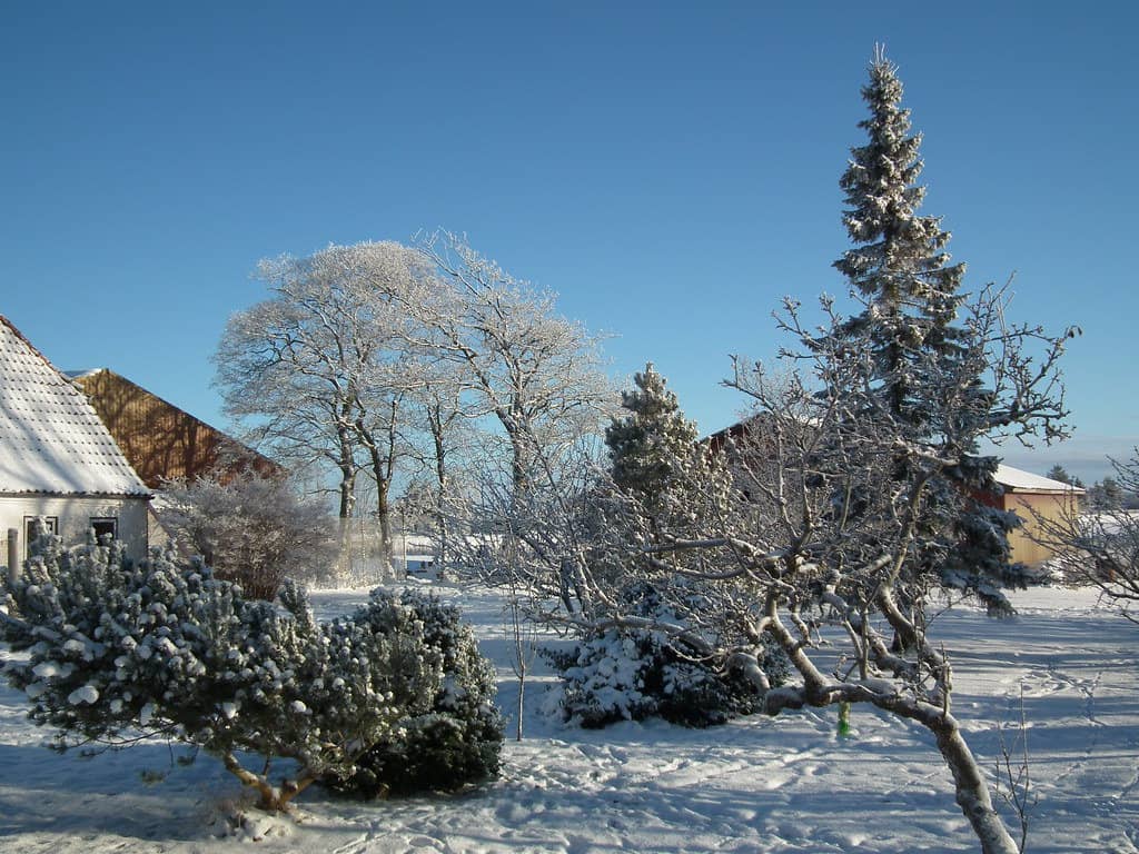 Winter garden with trees and shrubs covered in snow.
