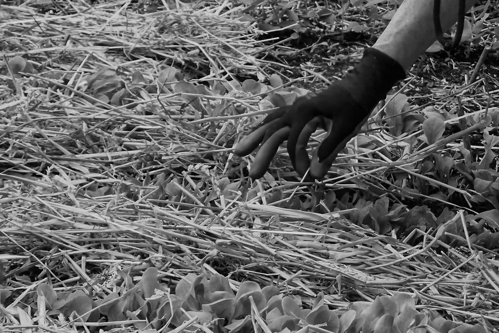A black and white image of a gardener's hand gently mulching snow peas with a layer of straw.