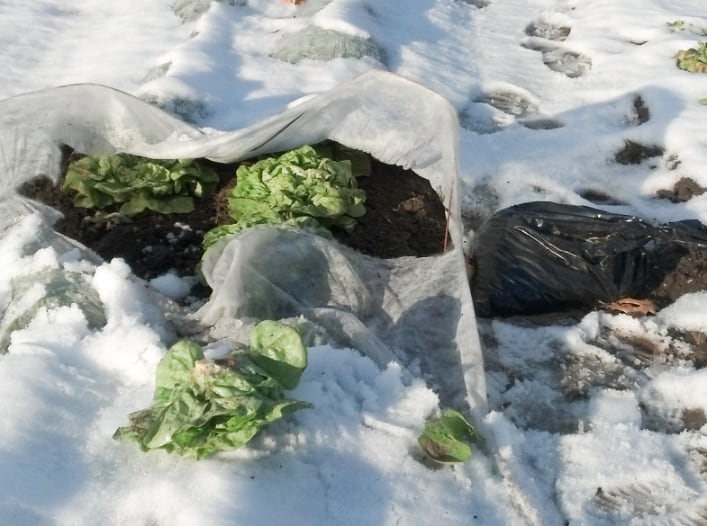 Lettuces covered in frost cloth with a blanket of snow in the background.