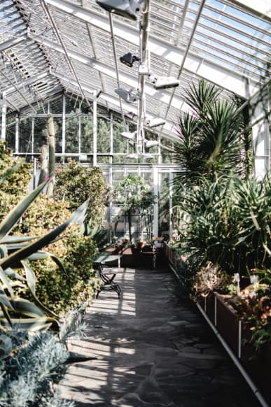 A variety of tropical plants inside a greenhouse.