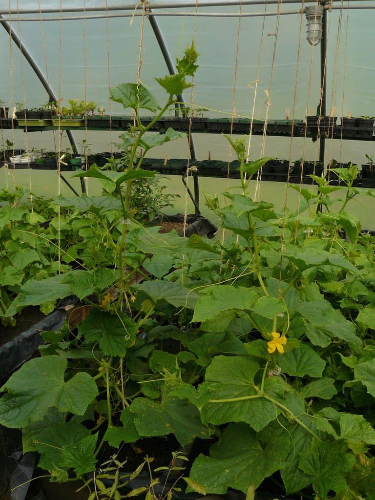 Cucumbers growing in a greenhouse.