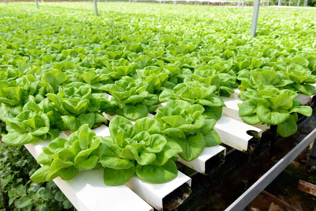 Hydroponic lettuces growing in a greenhouse.
