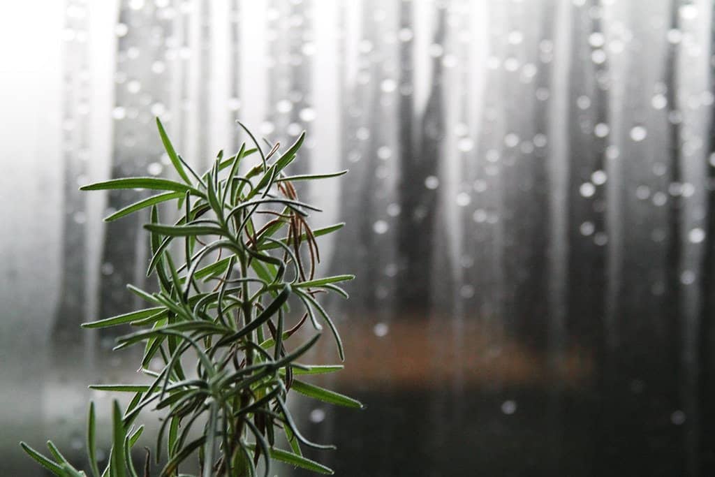 Close-up of vibrant rosemary leaves against a blurred window backdrop.