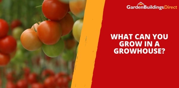 What Can You Grow in a Growhouse?