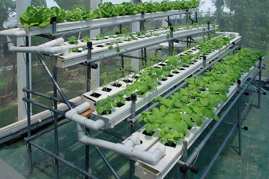 A display of how vegetables are grown by hydroponics is at the HortPark.