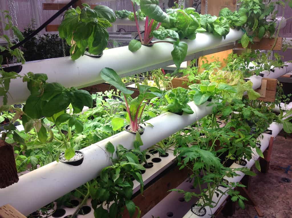 Plants take up water and nutrients that flow through a PVC pipe in the nutrient film technique (NFT) hydroponics system.