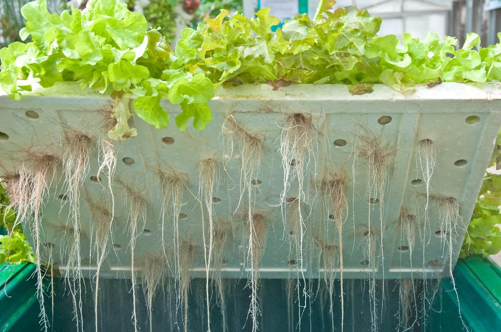 Roots of hydroponic vegetables.