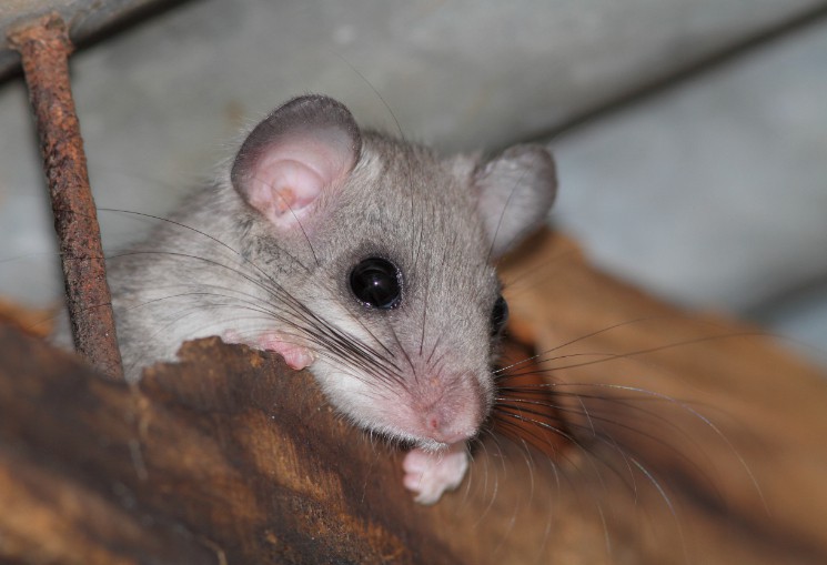 A mouse chewing on a wooden beam support.