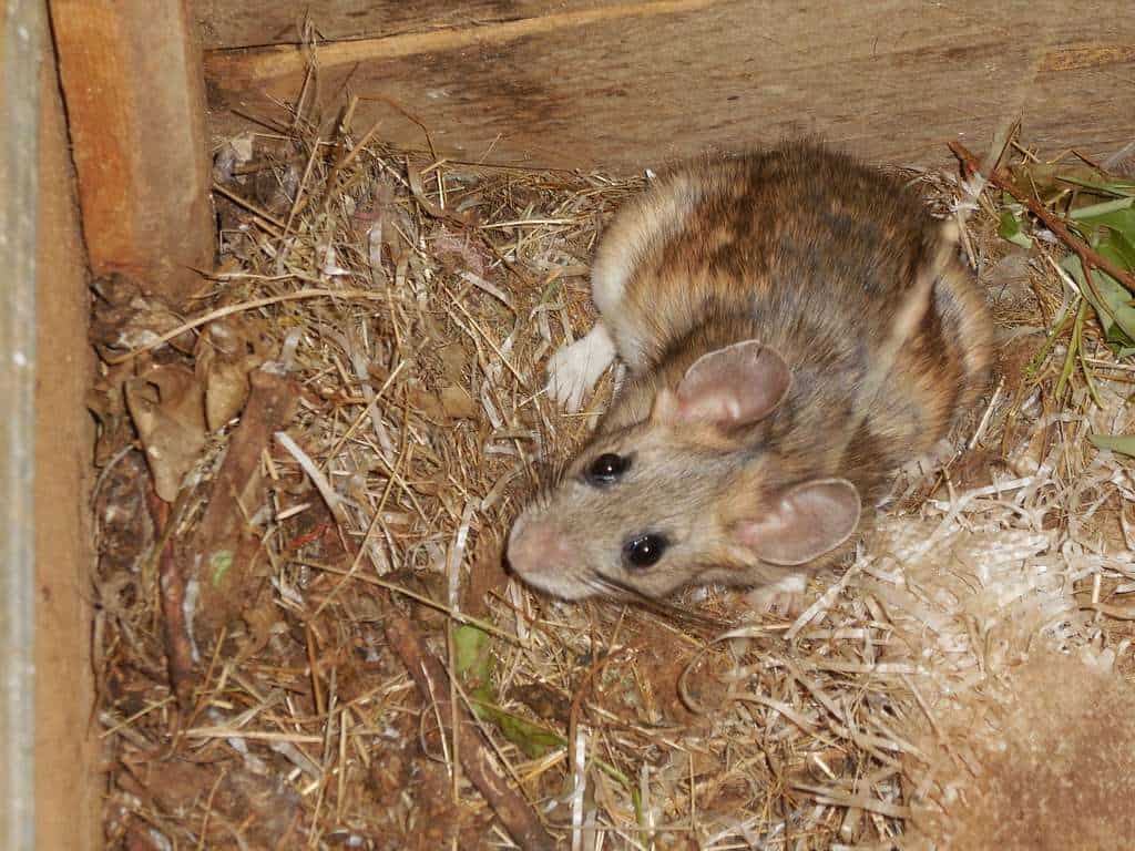 Woodrat nestled in the corner of a wooden shed, creating a nesting spot.
