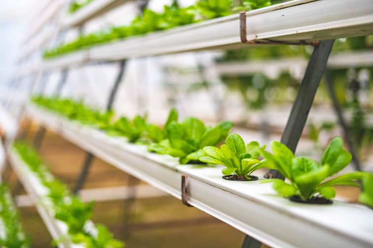 Close up photo of lettuce using hydroponics farming.
