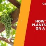 How to Grow Plants and Vines on a Pergola