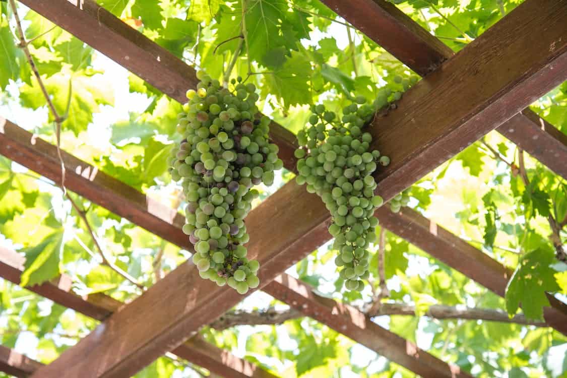 Vines growing on the wooden pergola in a vineyard.