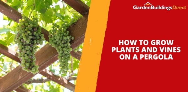 How to Grow Plants and Vines on a Pergola