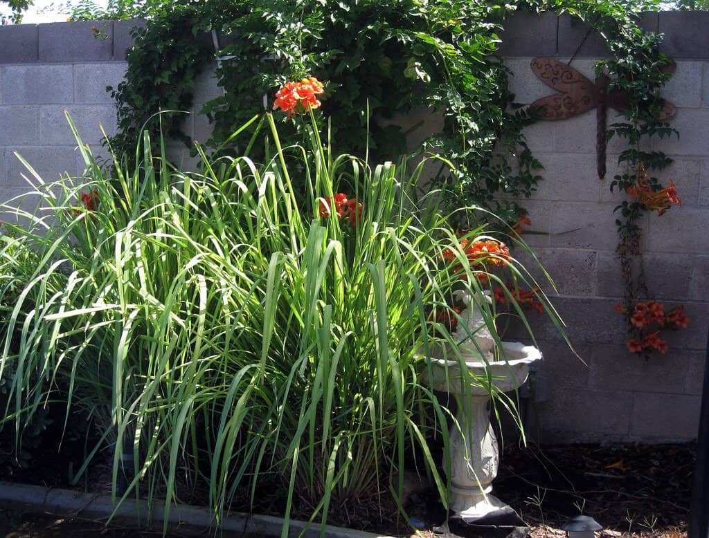 A lemongrass plant with long, slender green leaves in a garden. Orange flowers and a grey brick wall in the background surround it.