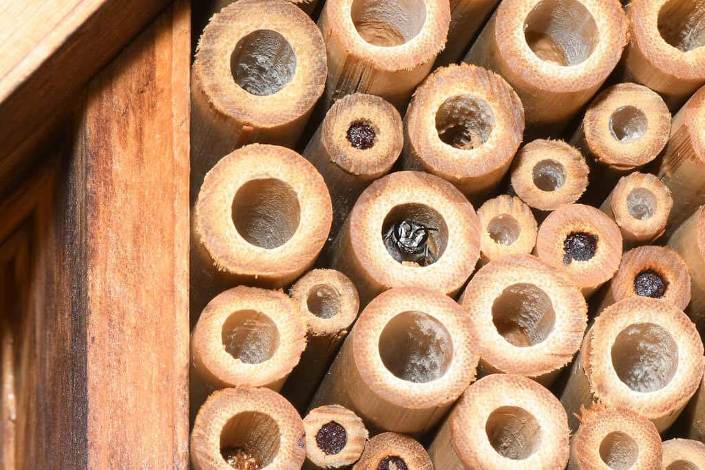 A close-up of a wasp hotel made of hollow bamboo tubes. One of the tubes has a wasp inside it, while some other tubes have dark plugs or are empty. The structure is framed with wood.