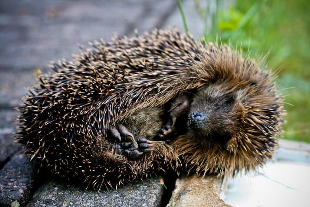 A hedgehog sleeping, curled up in a ball.