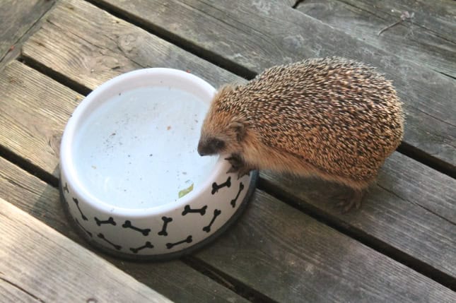 A hedgehog drinking water from a white bowl placed on a wooden deck.