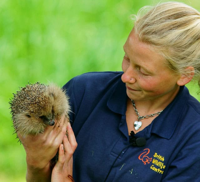 A woman from the British Wildlife Centre holding a hedgehog with her bare hands.